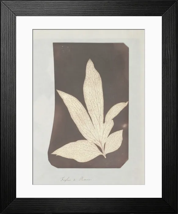 Framed Print : Foglia di Peonia, 1839. Creator: William Henry Fox Talbot Framed Print : Foglia di Peonia, 1839. Creator: William Henry Fox Talbot
