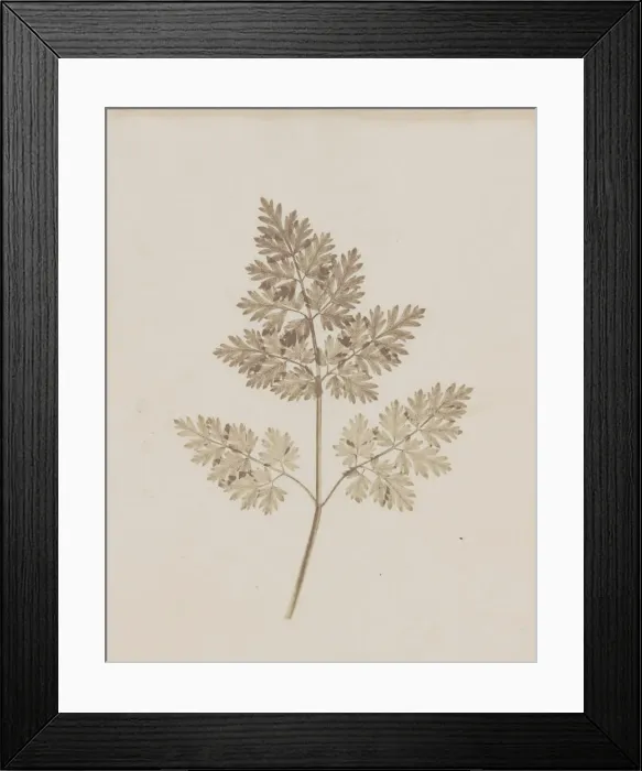 Framed Print : Leaf of a Plant, before February 14, 1844. Creator: William Henry Fox Talbot Framed Print : Leaf of a Plant, before February 14, 1844. Creator: William Henry Fox Talbot