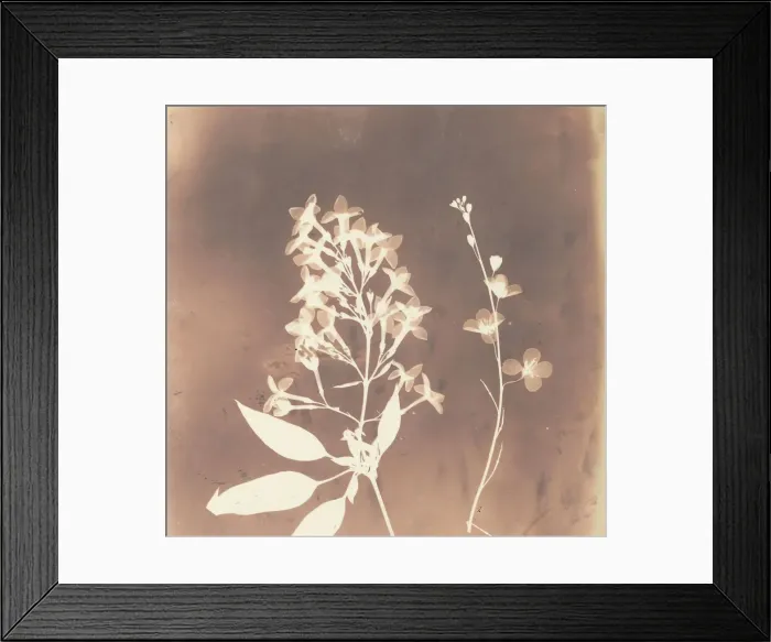 Framed Print : 1. Cestrum Parqui. 2. Fiora di una tetradinama. 1839. Creator: William Henry Fox Talbot Framed Print : 1. Cestrum Parqui. 2. Fiora di una tetradinama. 1839. Creator: William Henry Fox Talbot