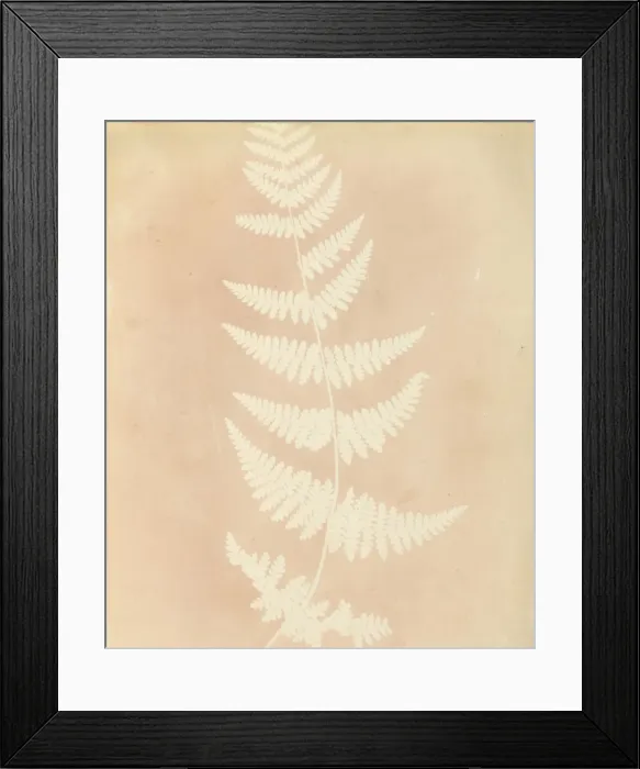 Framed Print : Felce, 1839. Creator: William Henry Fox Talbot Framed Print : Felce, 1839. Creator: William Henry Fox Talbot