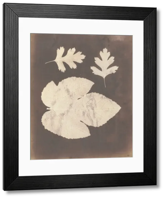 Framed Print : 1. Foglia di Fico. 2. Foglia di Spino bianco, ossia Crataegus, 1839-40 Framed Print : 1. Foglia di Fico. 2. Foglia di Spino bianco, ossia Crataegus, 1839-40
