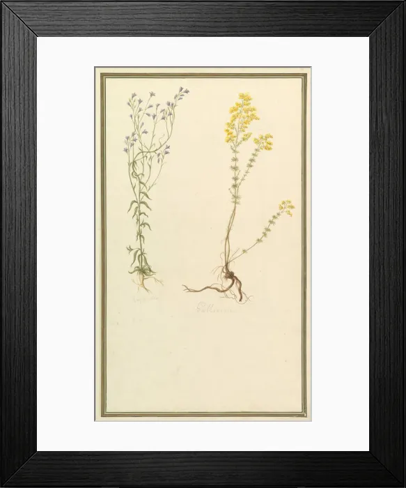 Framed Print : Botanical Studies, ca. 1820. Creator: Anon Framed Print : Botanical Studies, ca. 1820. Creator: Anon