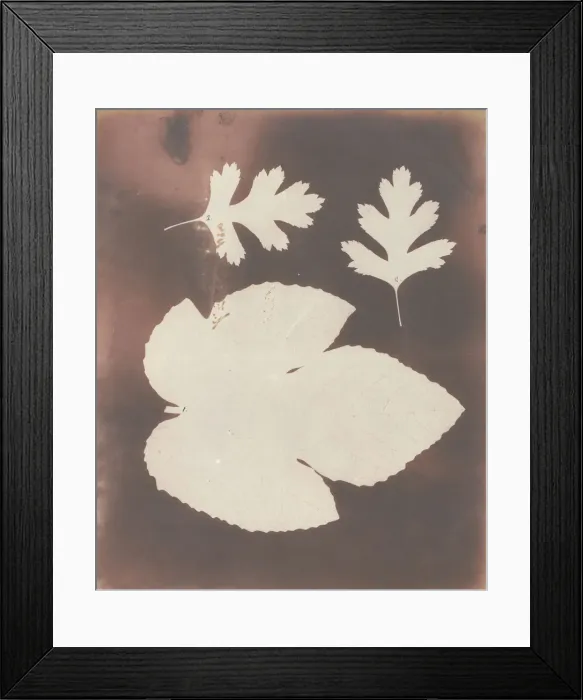 Framed Print : 1. Foglia di Fico. 2. Foglia di Spina Bianco, 1839. Creator: William Henry Fox Talbot Framed Print : 1. Foglia di Fico. 2. Foglia di Spina Bianco, 1839. Creator: William Henry Fox Talbot