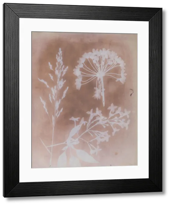 Framed Print : 1. Aglio. 2. Cestro. 3. Poa. 1839. Creator: William Henry Fox Talbot Framed Print : 1. Aglio. 2. Cestro. 3. Poa. 1839. Creator: William Henry Fox Talbot