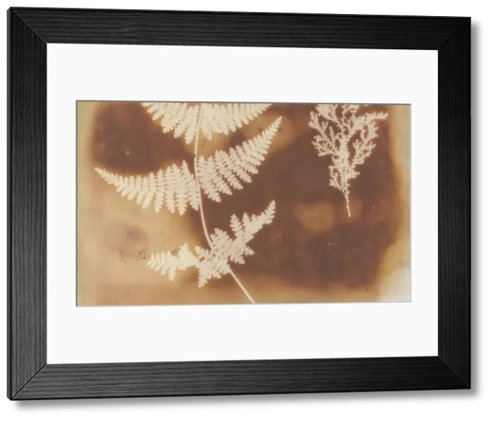 Framed Print : 1. Felce. 2. Alga, 1839. Creator: William Henry Fox Talbot Framed Print : 1. Felce. 2. Alga, 1839. Creator: William Henry Fox Talbot