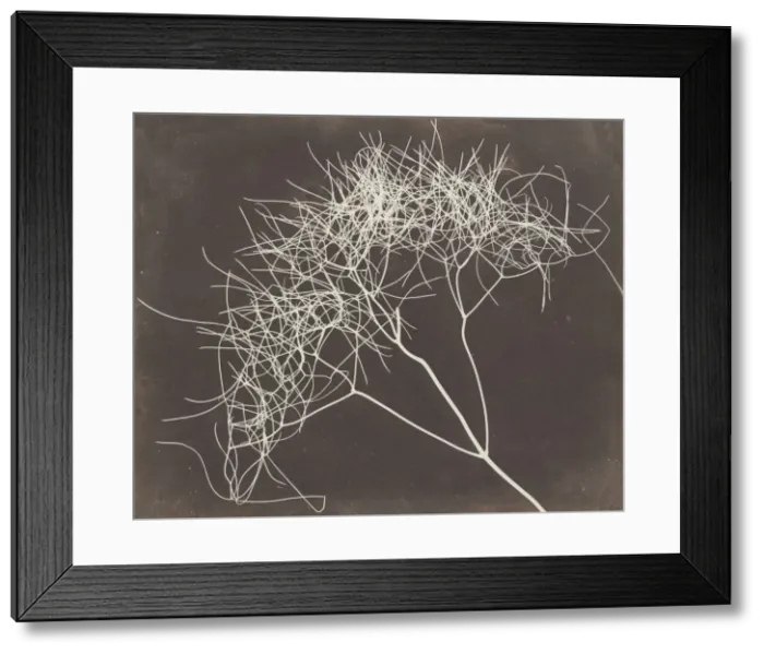 Framed Print : [Wild Fennel], 1841-42. Creator: William Henry Fox Talbot