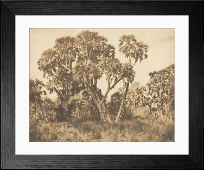 Framed Print : Palmiers Doums a Hamarneh, 1849-50. Creator: Maxime du Camp Framed Print : Palmiers Doums a Hamarneh, 1849-50. Creator: Maxime du Camp