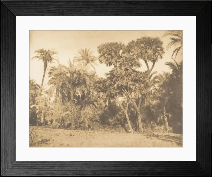 Framed Print : Bois de Dattiers et de Doums, a Hamarneh, 1849-50. Creator: Maxime du Camp Framed Print : Bois de Dattiers et de Doums, a Hamarneh, 1849-50. Creator: Maxime du Camp