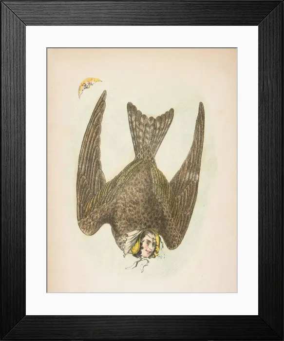 Framed Print : Night Hawk, from The Comic Natural History of the Human Race, 1851 Framed Print : Night Hawk, from The Comic Natural History of the Human Race, 1851