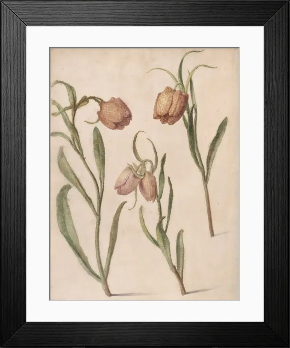 Framed Print : Study of Three Fritillaries, 1683. Creator: Herman Saftleven the Younger Framed Print : Study of Three Fritillaries, 1683. Creator: Herman Saftleven the Younger