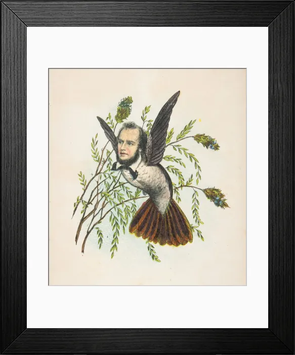 Framed Print : Humming Bird (Thomas B. Florence), from The Comic Natural History of the Human Race, 1851 Framed Print : Humming Bird (Thomas B. Florence), from The Comic Natural History of the Human Race, 1851
