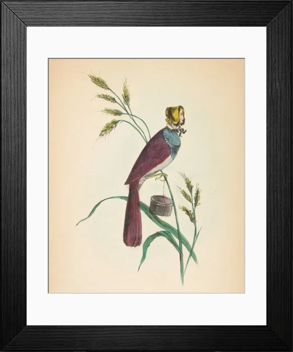 Framed Print : Milliner Bird (Minnie Doyle), from The Comic Natural History of the Human Race, 1851 Framed Print : Milliner Bird (Minnie Doyle), from The Comic Natural History of the Human Race, 1851