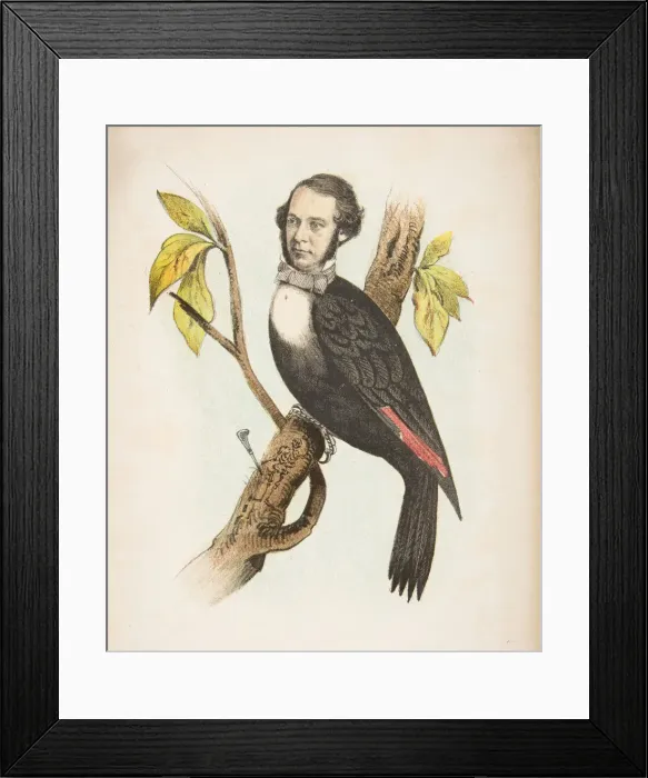 Framed Print : Woodpecker (William B. Gihon), from The Comic Natural History of the Human Race, 1851 Framed Print : Woodpecker (William B. Gihon), from The Comic Natural History of the Human Race, 1851