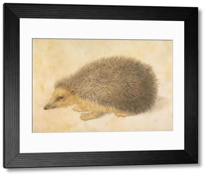 Framed Print : A Hedgehog (Erinaceus roumanicus), before 1584. Creator: Hans Hoffmann Framed Print : A Hedgehog (Erinaceus roumanicus), before 1584. Creator: Hans Hoffmann