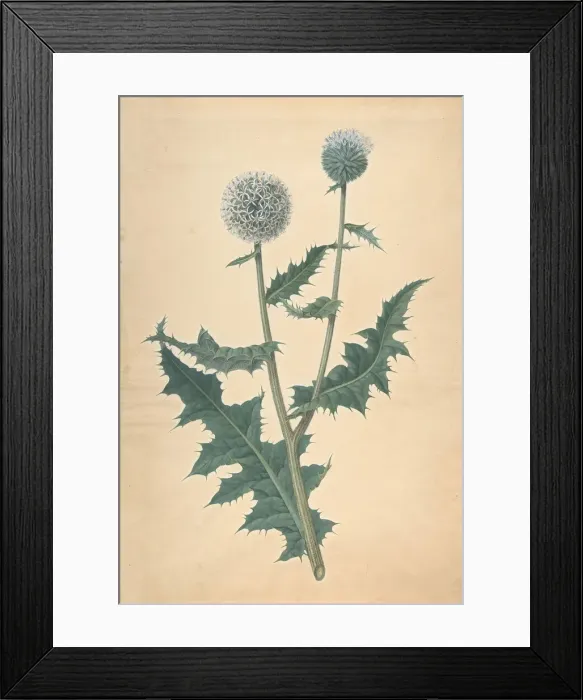 Framed Print : Study of a Thistle, before 1822. Creator: James Sowerby Framed Print : Study of a Thistle, before 1822. Creator: James Sowerby