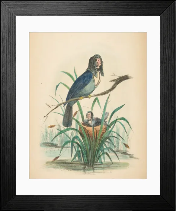 Framed Print : Widow Bird, from The Comic Natural History of the Human Race, 1851 Framed Print : Widow Bird, from The Comic Natural History of the Human Race, 1851