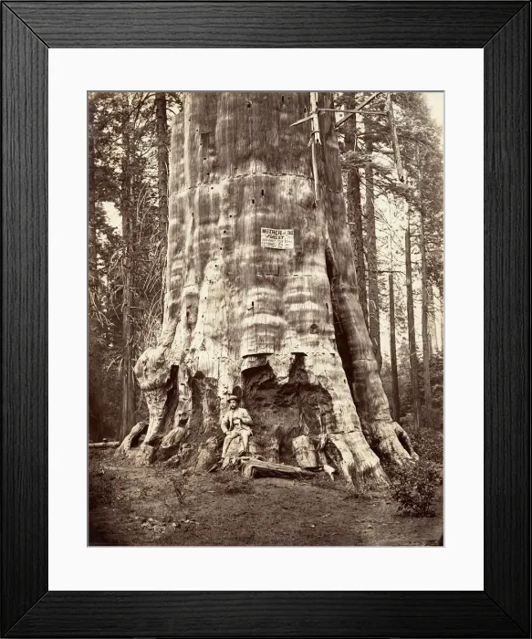 Framed Print : Mother of the Forest, 1865-66, printed ca. 1876. Creator: Carleton Emmons Watkins Framed Print : Mother of the Forest, 1865-66, printed ca. 1876. Creator: Carleton Emmons Watkins