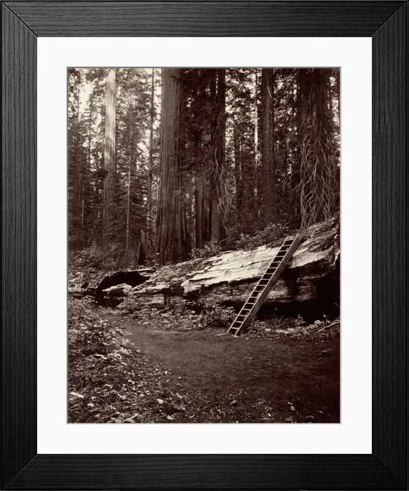 Framed Print : Father of the Forest, 1865-66, printed ca. 1876. Creator: Carleton Emmons Watkins