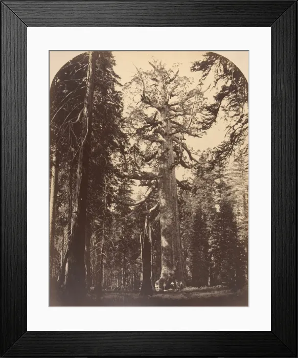 Framed Print : The Grisly Giant, Mariposa Grove, Yosemite, 1861. Creator: Carleton Emmons Watkins Framed Print : The Grisly Giant, Mariposa Grove, Yosemite, 1861. Creator: Carleton Emmons Watkins