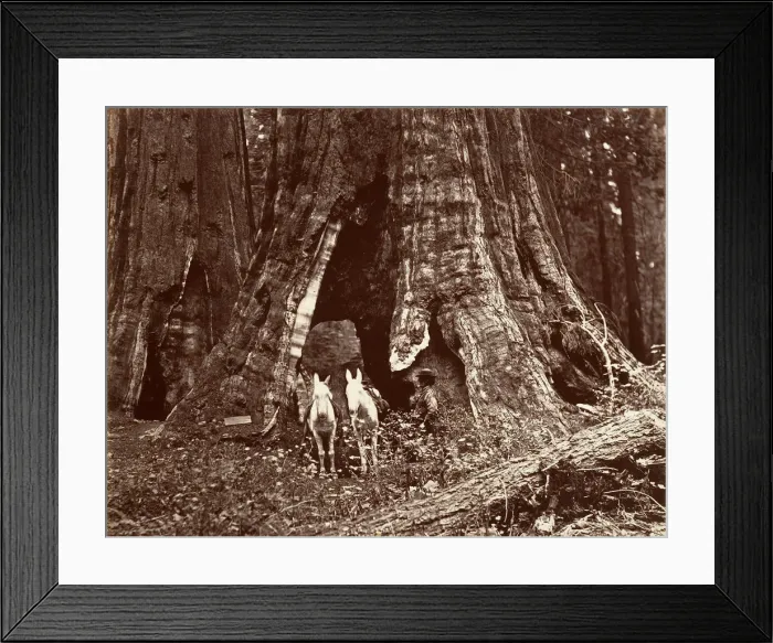 Framed Print : The Tripod, 94 feet circumference, 1865-66, printed ca. 1876 Framed Print : The Tripod, 94 feet circumference, 1865-66, printed ca. 1876