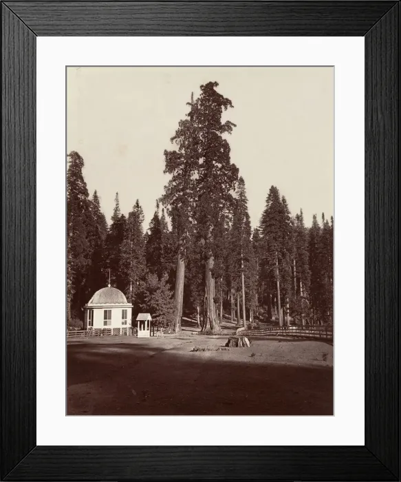 Framed Print : The Sentinel, 315 feet, 1865-66, printed ca. 1876. Creator: Carleton Emmons Watkins Framed Print : The Sentinel, 315 feet, 1865-66, printed ca. 1876. Creator: Carleton Emmons Watkins