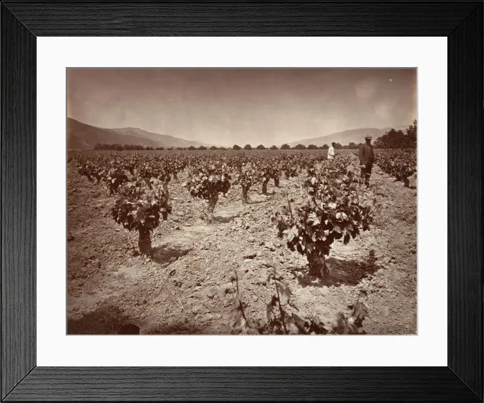 Framed Print : Vineyard of Camulos Ranch, 1876, printed ca. 1876. Creator: Carleton Emmons Watkins Framed Print : Vineyard of Camulos Ranch, 1876, printed ca. 1876. Creator: Carleton Emmons Watkins