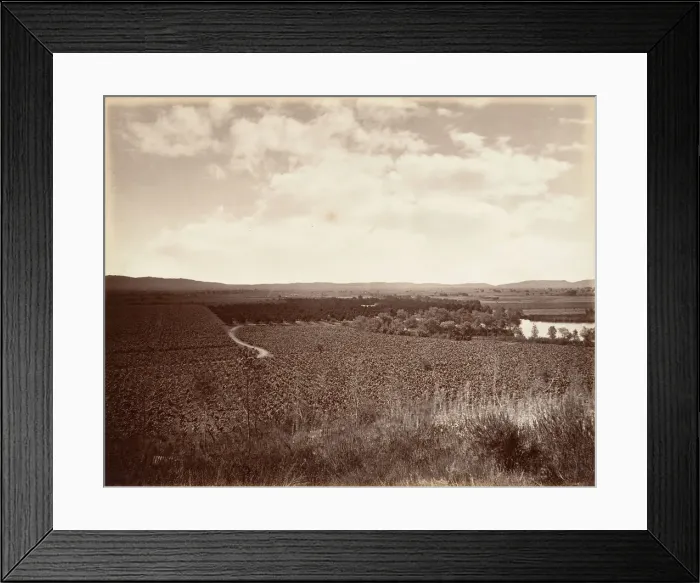 Framed Print : Lake Vineyard and Orange Grove, Los Angeles, 1876, printed ca. 1876 Framed Print : Lake Vineyard and Orange Grove, Los Angeles, 1876, printed ca. 1876