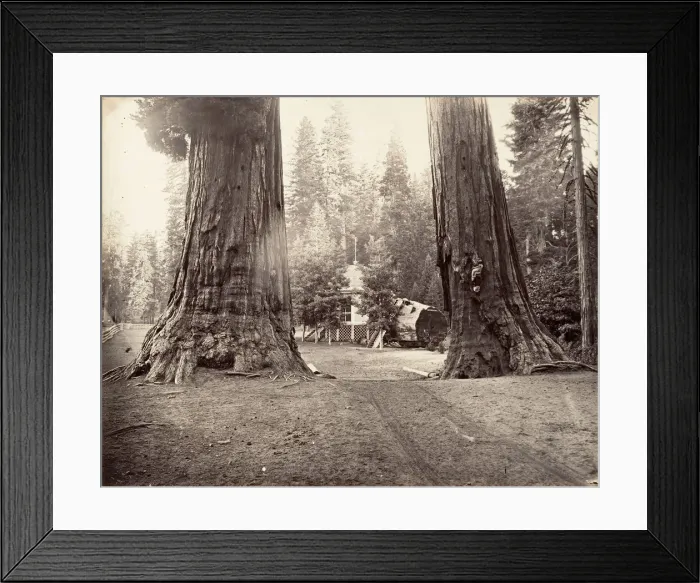 Framed Print : The Sentinels, 315 feet, Yosemite, ca. 1872, printed ca. 1876 Framed Print : The Sentinels, 315 feet, Yosemite, ca. 1872, printed ca. 1876