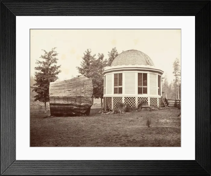 Framed Print : The House over a Stump of a Big Tree, 1865-66, printed ca. 1876 Framed Print : The House over a Stump of a Big Tree, 1865-66, printed ca. 1876