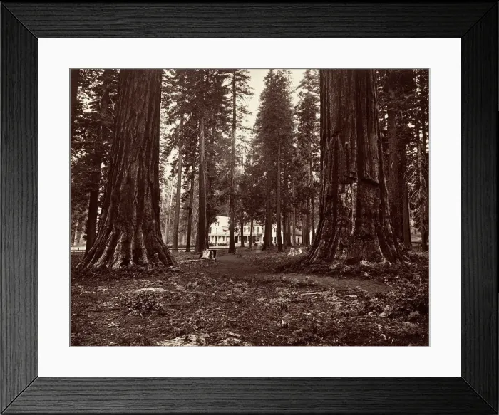 Framed Print : The Hotel from Mammoth Grove, ca. 1872, printed ca. 1876