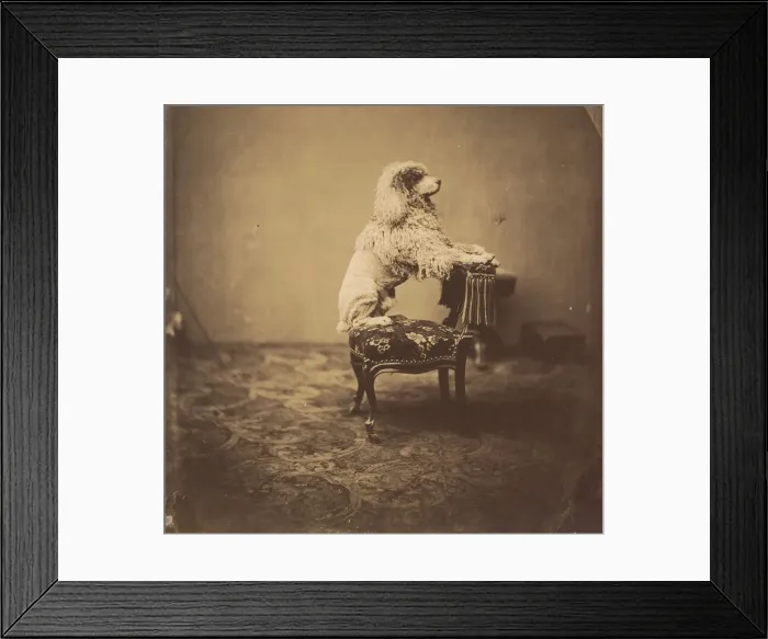 Framed Print : [Empress Eugenies Poodle], 1850s. Creator: Andre-Adolphe-Eugene Disdé