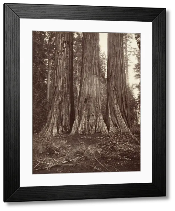 Framed Print : The Three Graces, 272 feet, 1865-66, printed ca. 1876. Creator: Carleton Emmons Watkins Framed Print : The Three Graces, 272 feet, 1865-66, printed ca. 1876. Creator: Carleton Emmons Watkins