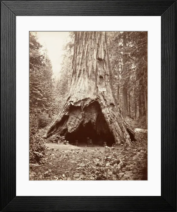 Framed Print : Pioneers Cabin, 1865-66, printed ca. 1876. Creator: Carleton Emmons Watkins Framed Print : Pioneers Cabin, 1865-66, printed ca. 1876. Creator: Carleton Emmons Watkins