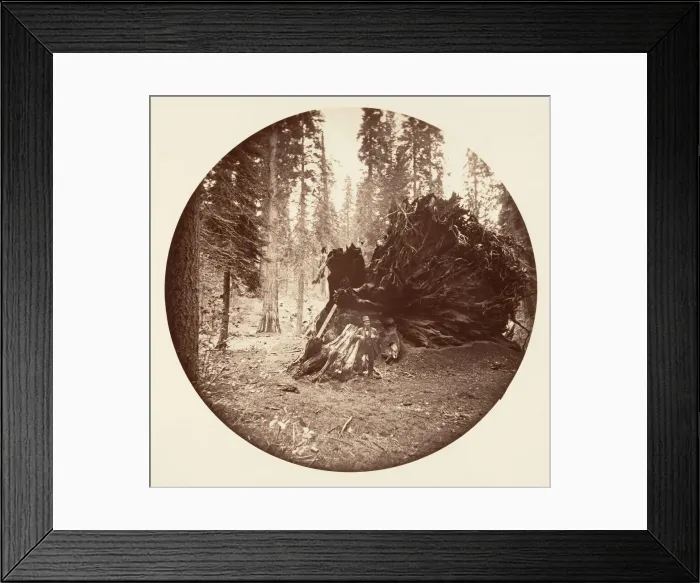 Framed Print : Eagles Wing - Calaveras Grove, ca. 1878. Creator: Carleton Emmons Watkins Framed Print : Eagles Wing - Calaveras Grove, ca. 1878. Creator: Carleton Emmons Watkins