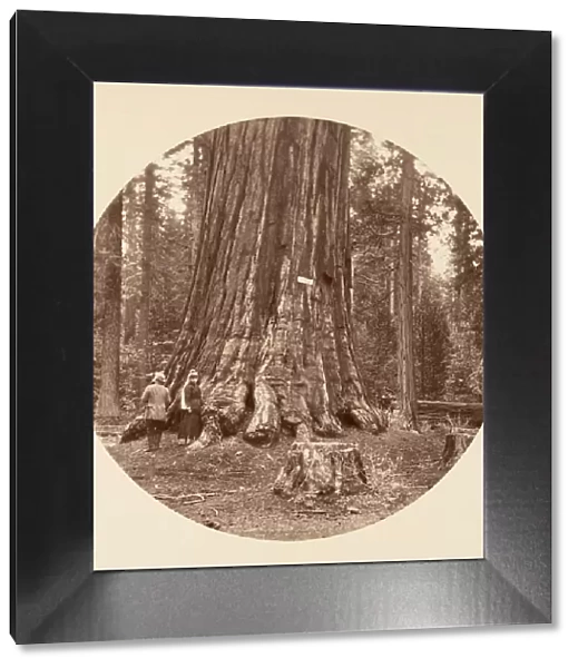 The Pride of the Forest - Calaveras Grove, ca. 1878. Creator: Carleton Emmons Watkins