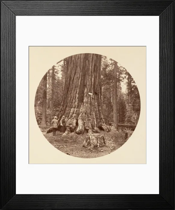 Framed Print : The Pride of the Forest - Calaveras Grove, ca. 1878. Creator: Carleton Emmons Watkins Framed Print : The Pride of the Forest - Calaveras Grove, ca. 1878. Creator: Carleton Emmons Watkins