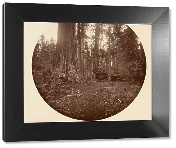 The Father of the Forest - C. Grove, ca. 1878. Creator: Carleton Emmons Watkins
