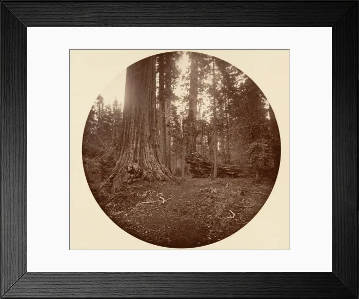 Framed Print : The Father of the Forest - C. Grove, ca. 1878. Creator: Carleton Emmons Watkins