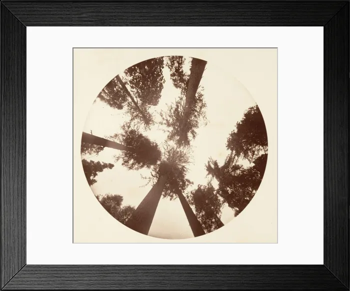 Framed Print : Looking up Among the Sugar Pines - Calaveras Grove, ca. 1878 Framed Print : Looking up Among the Sugar Pines - Calaveras Grove, ca. 1878