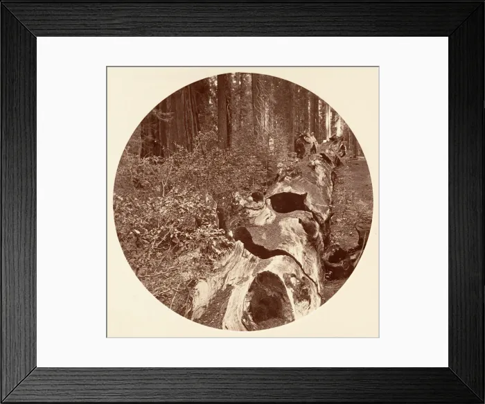 Framed Print : Auld Reckie - C. Grove, ca. 1878. Creator: Carleton Emmons Watkins Framed Print : Auld Reckie - C. Grove, ca. 1878. Creator: Carleton Emmons Watkins