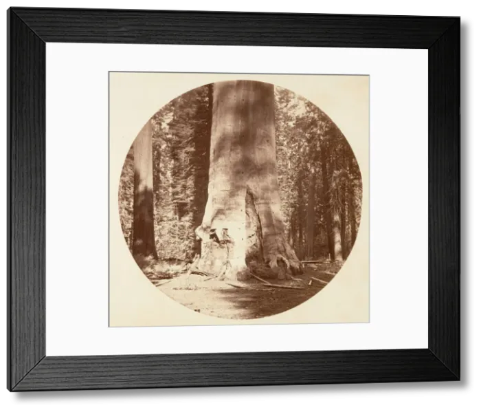 Framed Print : The Mother of the Forest - Calaveras Grove, ca. 1878. Creator: Carleton Emmons Watkins Framed Print : The Mother of the Forest - Calaveras Grove, ca. 1878. Creator: Carleton Emmons Watkins