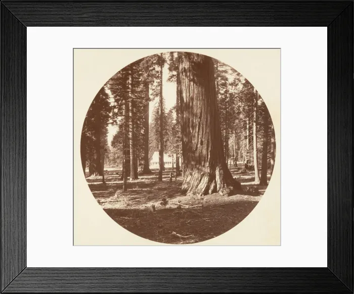 Framed Print : The Mammoth Grove Hotel from the Grove - Calaveras, ca. 1878 Framed Print : The Mammoth Grove Hotel from the Grove - Calaveras, ca. 1878