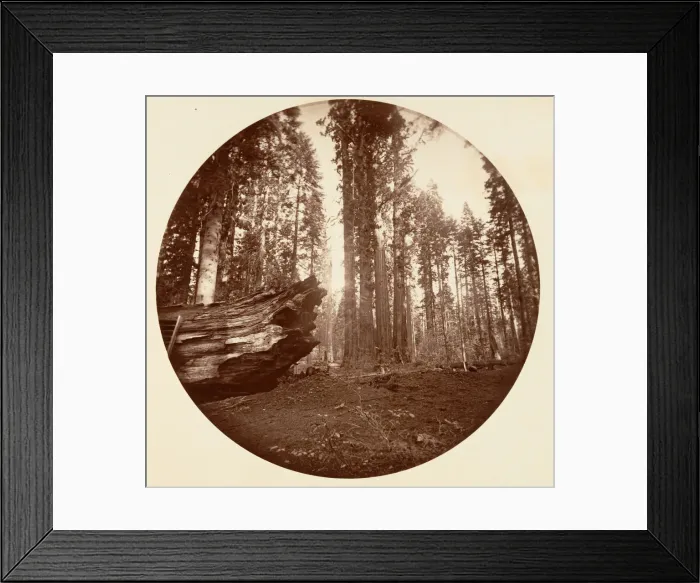 Framed Print : The Mother of the Forest From the Father of the Forest - Calavaras Grove, ca. 1878 Framed Print : The Mother of the Forest From the Father of the Forest - Calavaras Grove, ca. 1878