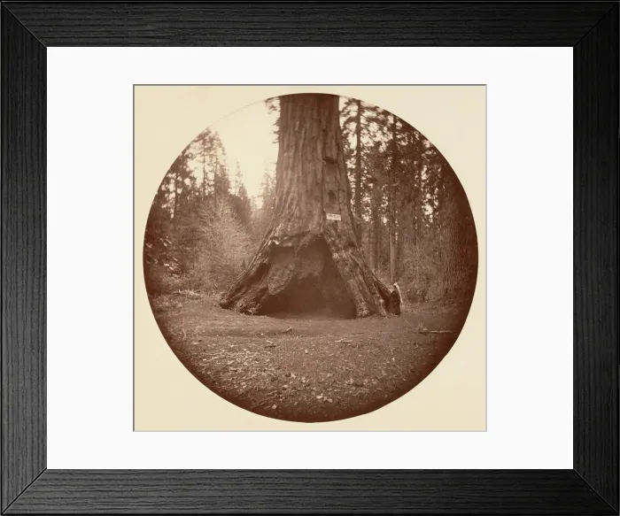 Framed Print : Pioneers Cabin - Calaveras Grove, ca. 1878. Creator: Carleton Emmons Watkins Framed Print : Pioneers Cabin - Calaveras Grove, ca. 1878. Creator: Carleton Emmons Watkins