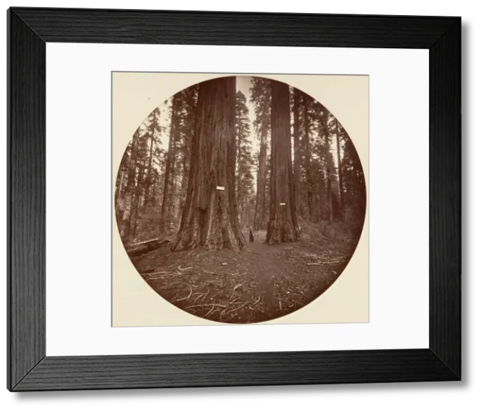 Framed Print : None, ca. 1878. Creator: Carleton Emmons Watkins Framed Print : None, ca. 1878. Creator: Carleton Emmons Watkins