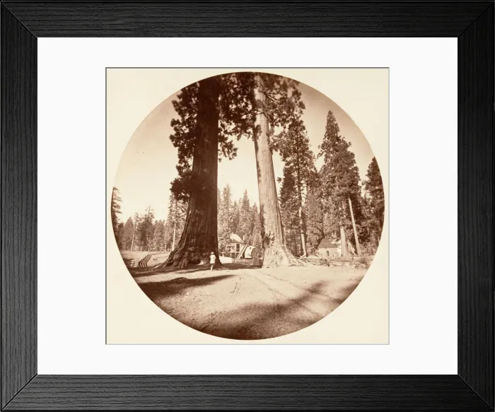 Framed Print : The Sentinels - Calaveras Grove, ca. 1878. Creator: Carleton Emmons Watkins Framed Print : The Sentinels - Calaveras Grove, ca. 1878. Creator: Carleton Emmons Watkins