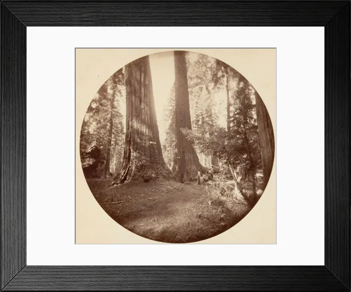 Framed Print : Old Dominium and Uncle Toms Tavern. Calaveras Grove, ca. 1878 Framed Print : Old Dominium and Uncle Toms Tavern. Calaveras Grove, ca. 1878