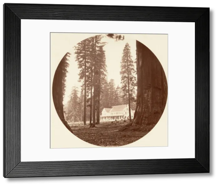 Framed Print : W. C. Bryant - Calaveras Grove, ca. 1878. Creator: Carleton Emmons Watkins Framed Print : W. C. Bryant - Calaveras Grove, ca. 1878. Creator: Carleton Emmons Watkins