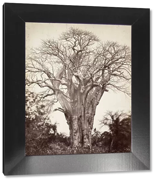 Baobab a Moheli, 1863. Creator: Desire Charnay