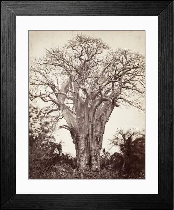 Framed Print : Baobab a Moheli, 1863. Creator: Desire Charnay Framed Print : Baobab a Moheli, 1863. Creator: Desire Charnay